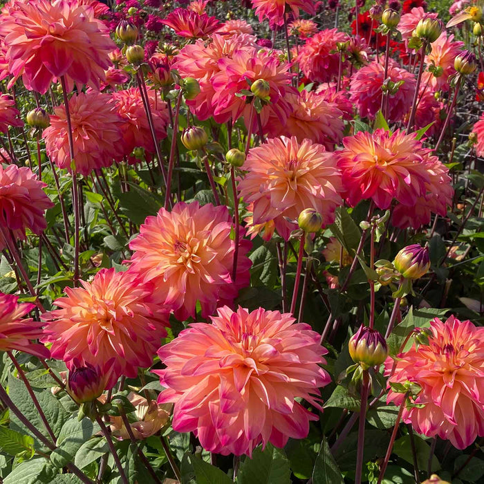 Dahlia 'Prinzessa'