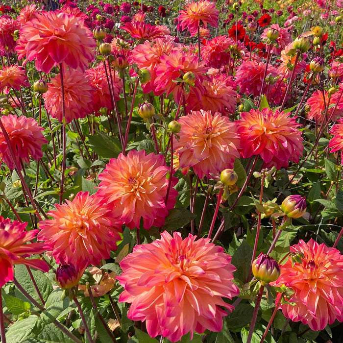 Dahlia 'Prinzessa'