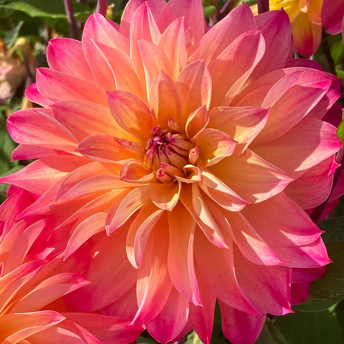 Dahlia 'Prinzessa'