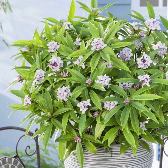 Daphne Hybrid 'Perfume Princess'