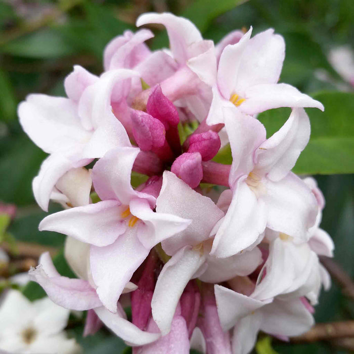 Daphne Hybrid 'Perfume Princess'