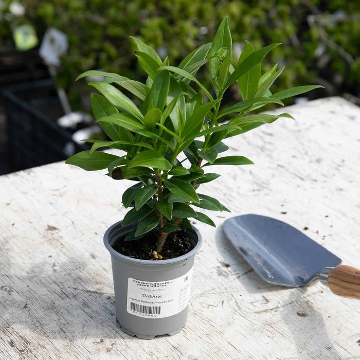 Daphne Odora 'Perfume Princess' - 9cm Pot