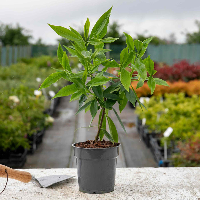 Daphne Hybrid 'Perfume Princess'