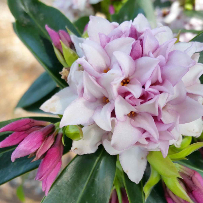 Daphne Hybrid 'Perfume Princess'