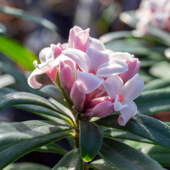 Daphne X Transatlantica 'Eternal Fragrance'