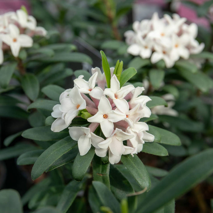 Daphne X Transatlantica 'Eternal Fragrance'