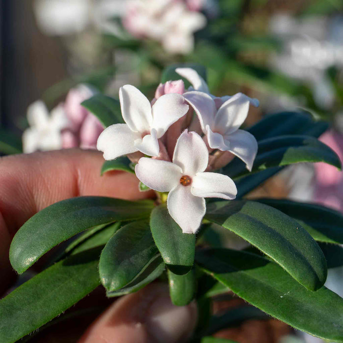 Daphne X Transatlantica 'Eternal Fragrance'
