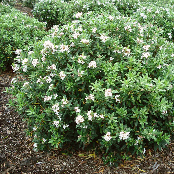 Daphne X Transatlantica 'Eternal Fragrance'