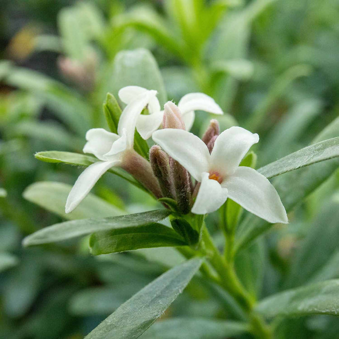 Daphne X Transatlantica 'Eternal Fragrance'