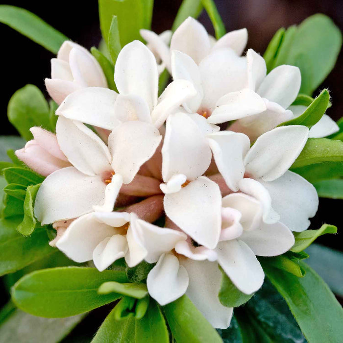 Daphne X Transatlantica 'Eternal Fragrance'