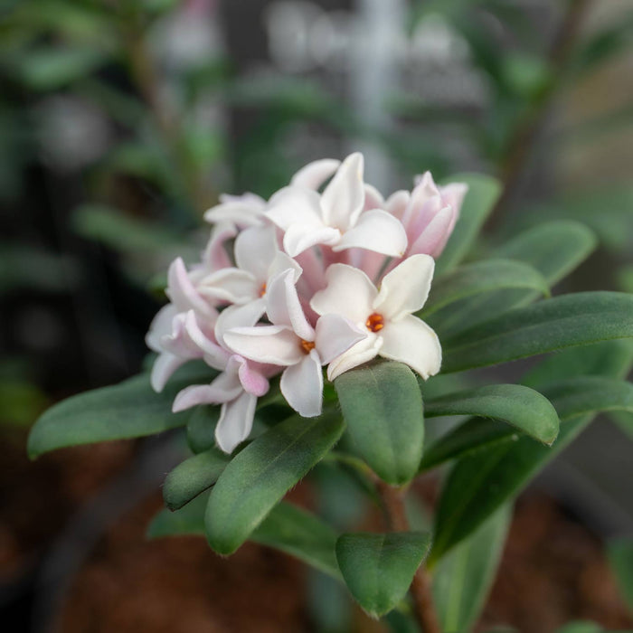 Daphne X Transatlantica 'Eternal Fragrance'