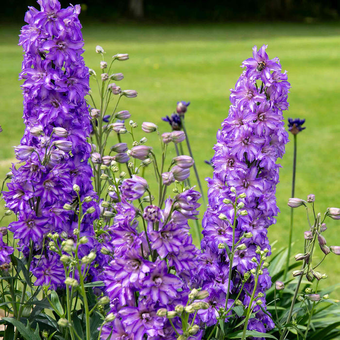 Delphinium 'Delgenius Breezin'