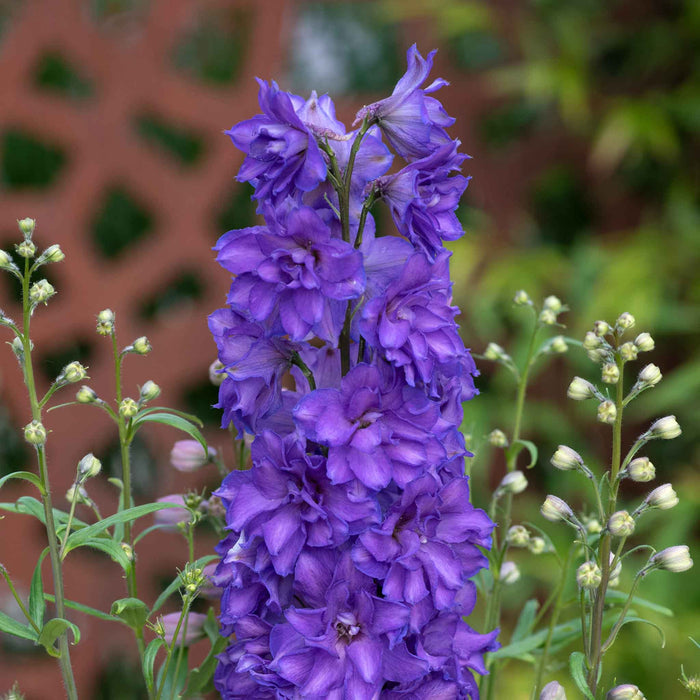 Delphinium 'Delgenius Breezin'