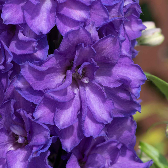 Delphinium 'Delgenius Breezin'