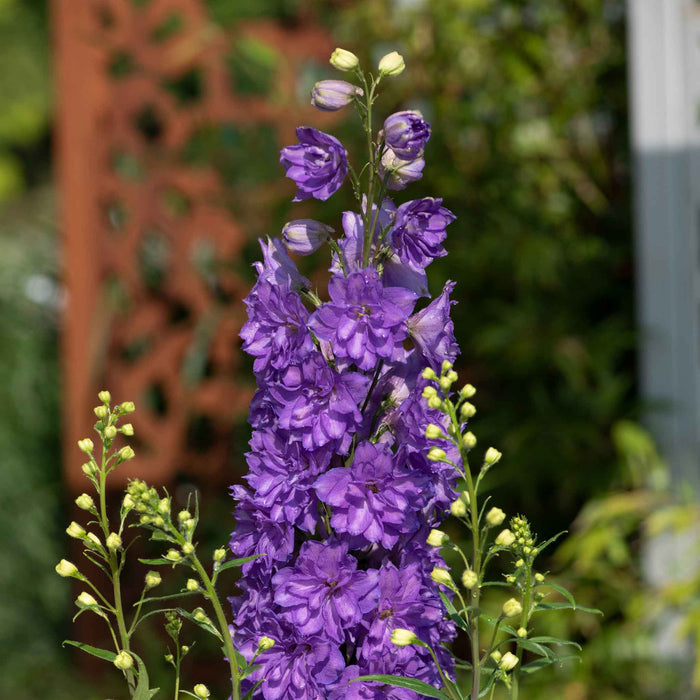 Delphinium 'Delgenius Breezin'