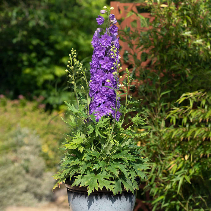 Delphinium 'Delgenius Breezin'
