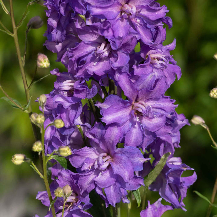 Delphinium 'Delgenius Breezin'