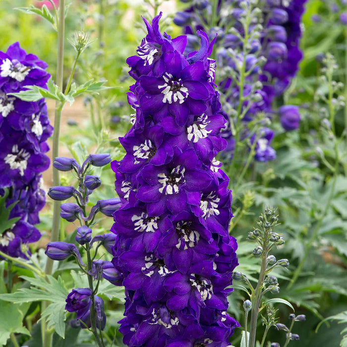 Delphinium 'Magic Fountains Dark Blue White Bee'