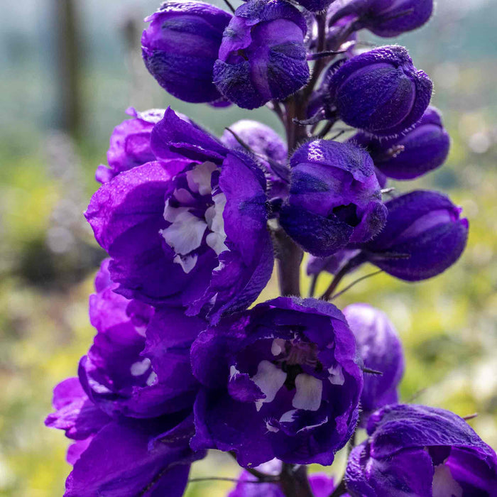Delphinium 'Magic Fountains Dark Blue White Bee'