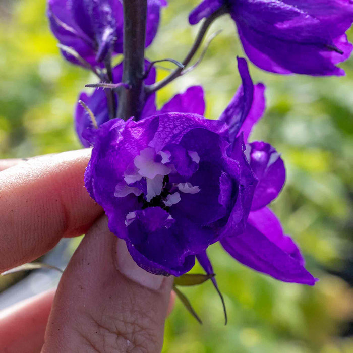 Delphinium 'Magic Fountains Dark Blue White Bee'