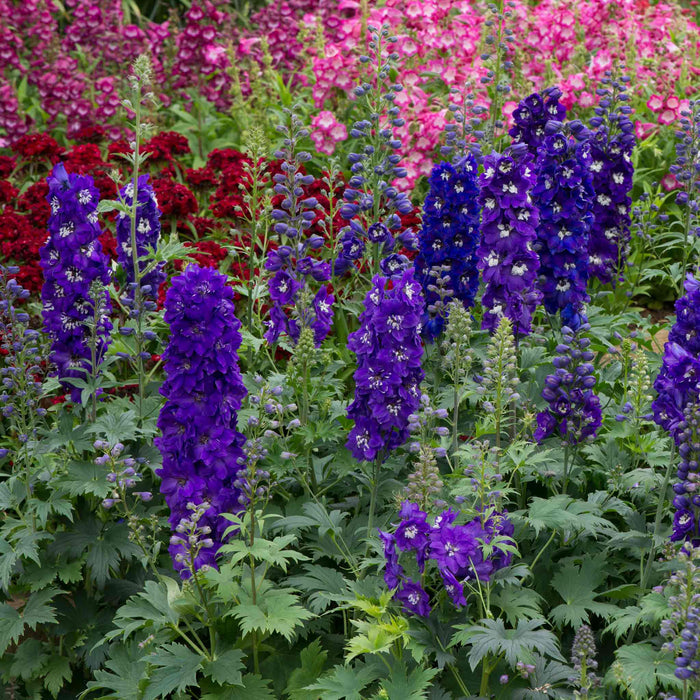 Delphinium 'Magic Fountains Dark Blue White Bee'
