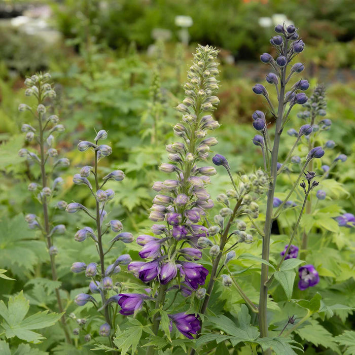 Delphinium 'Magic Fountains Dark Blue White Bee'