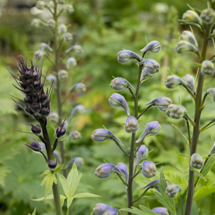 Delphinium 'Magic Fountains Dark Blue White Bee'
