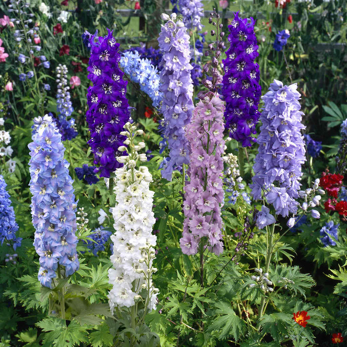 Delphinium 'Magic Fountains Mix'