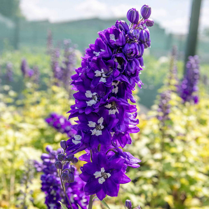Delphinium 'Magic Fountains Mix'