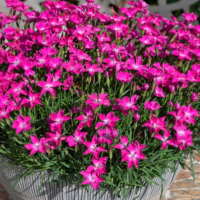 close shot of Dianthus 'Kahori' Plant in a Pot