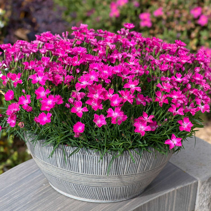 Dianthus 'Kahori' Plant in a Pot