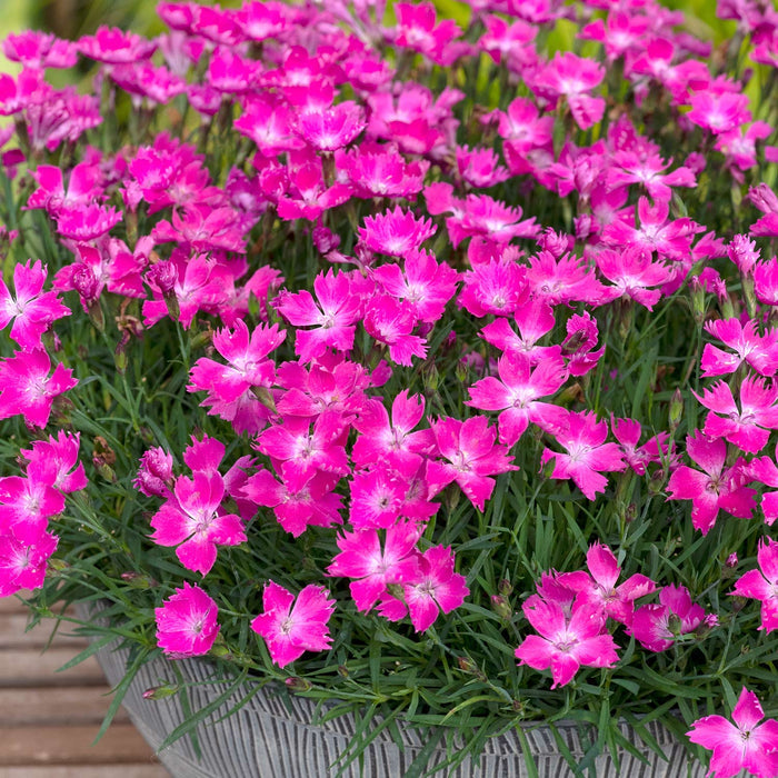 close shot of Dianthus 'Kahori' Plant in a Pot