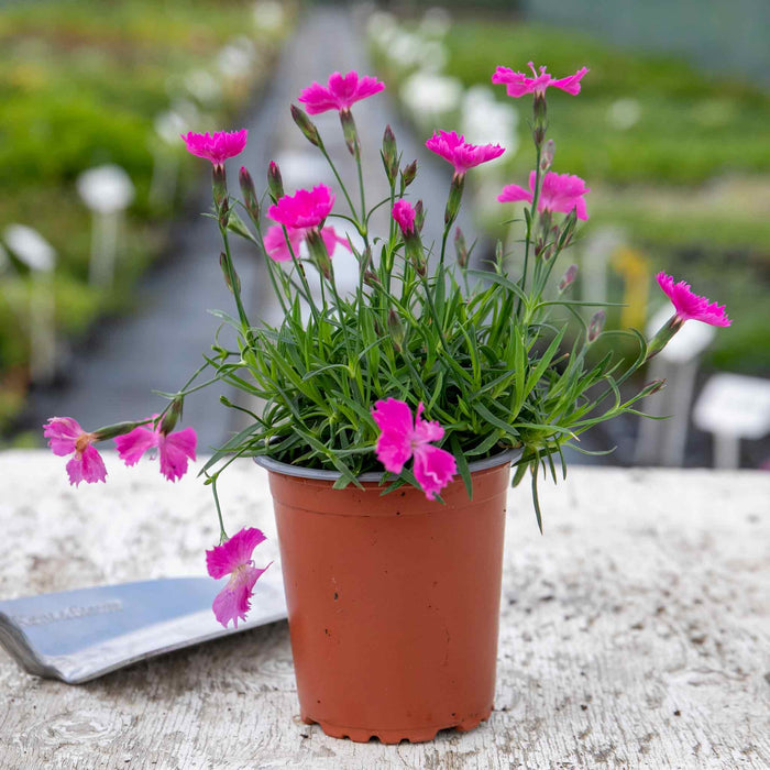 Dianthus 'Kahori' - Plant in 9cm Pot