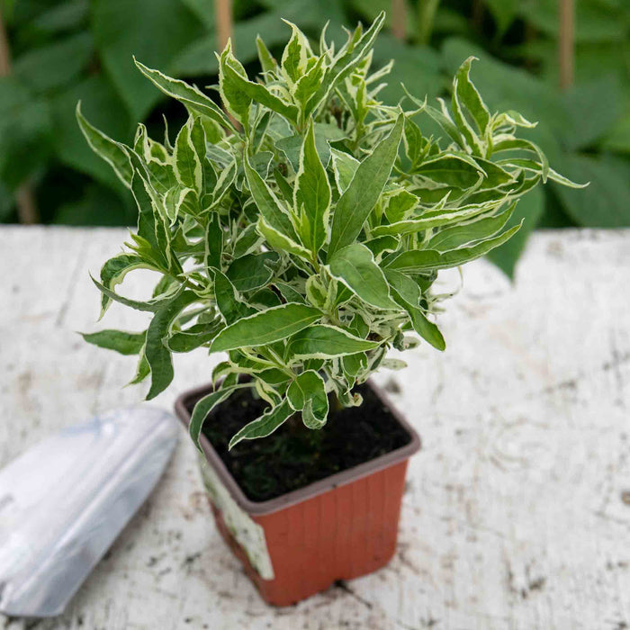 Diervilla sessilifolia 'Cool Splash'™ - 9cm Pot