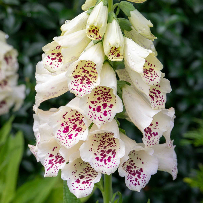 Digitalis 'Dalmatian Cream'