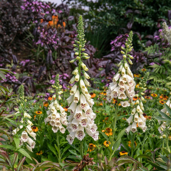 Digitalis 'Dalmatian Cream'