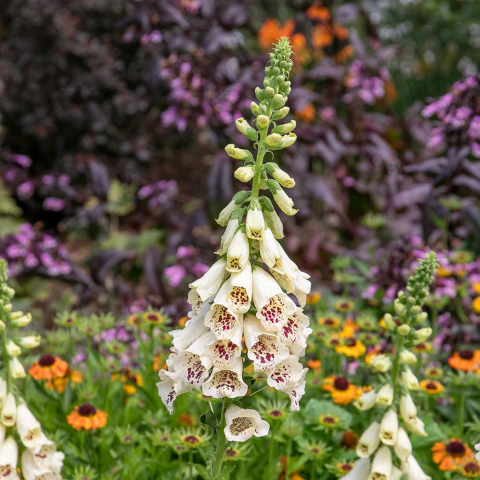 Digitalis 'Dalmatian Cream'