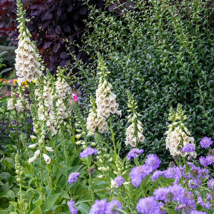Digitalis 'Dalmatian Cream'