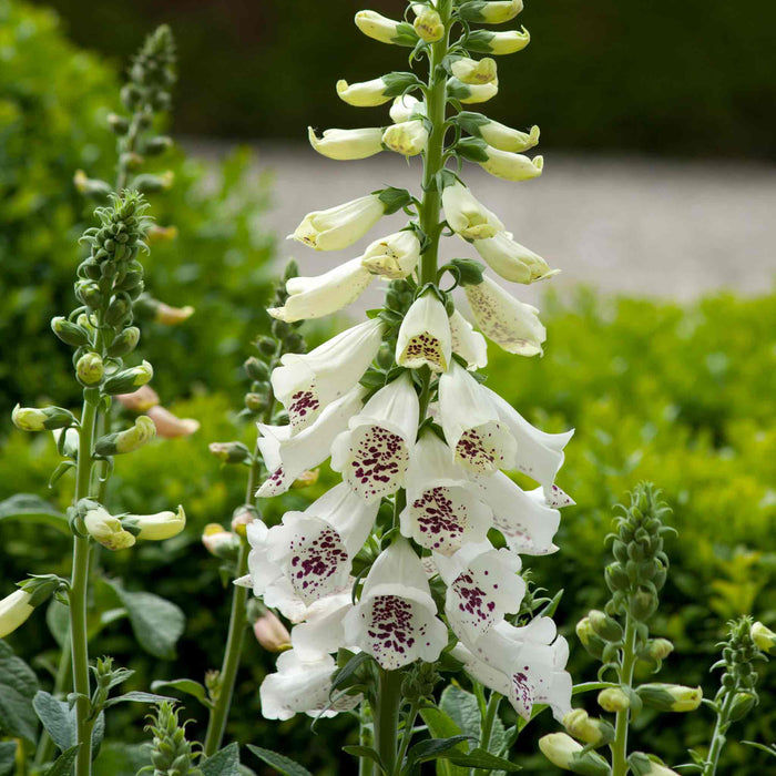 Digitalis 'Dalmatian Cream'