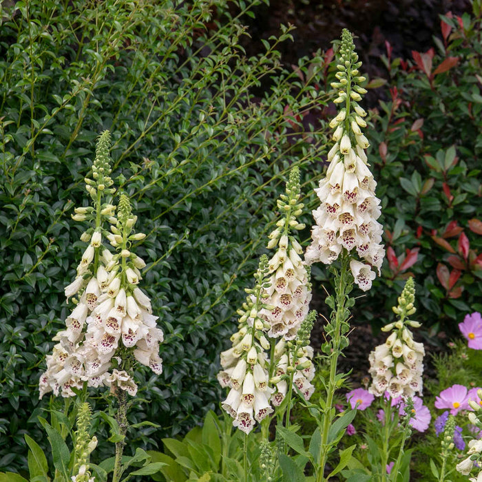 Digitalis 'Dalmatian Cream'