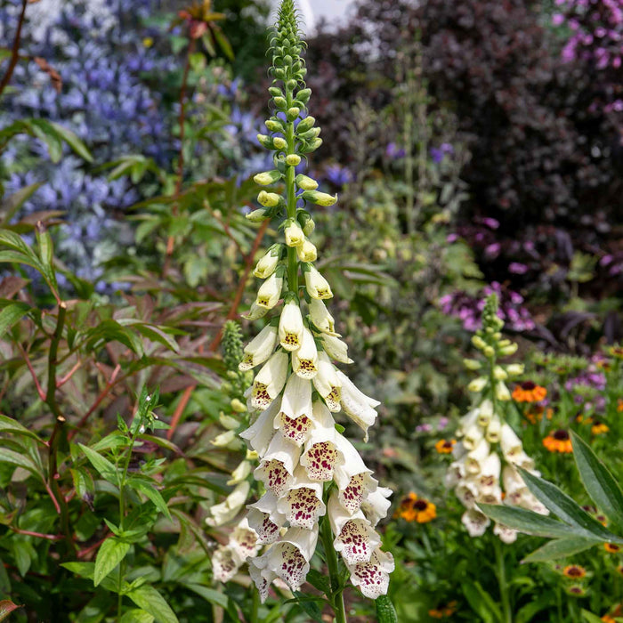 Digitalis 'Dalmatian Cream'