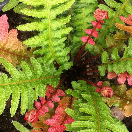 Doodia 'Rough Ruby'