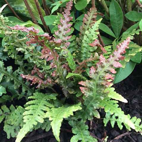 Doodia 'Rough Ruby'