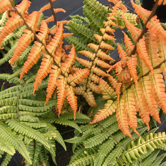 Dryopteris 'Jurassic Gold'