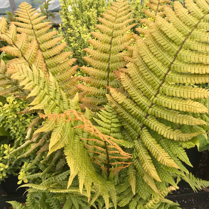 Dryopteris 'Jurassic Gold'