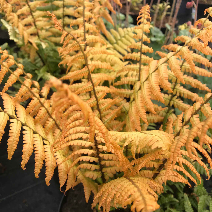 Dryopteris 'Jurassic Gold'