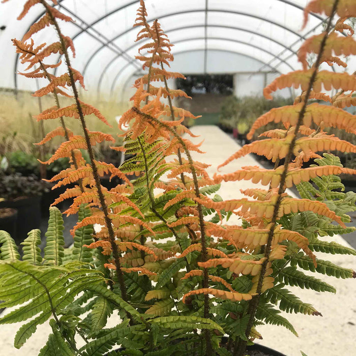 Dryopteris 'Jurassic Gold'