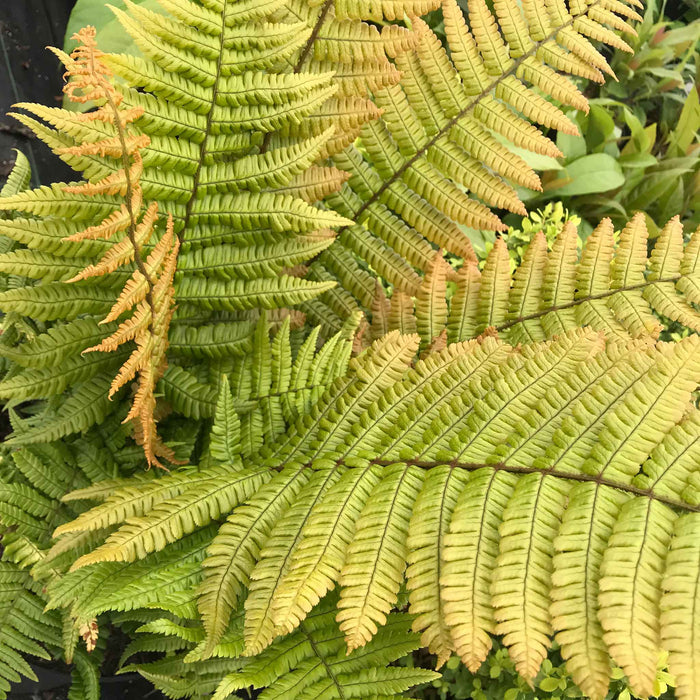 Dryopteris 'Jurassic Gold'