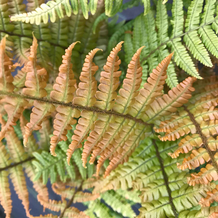 Dryopteris 'Jurassic Gold'