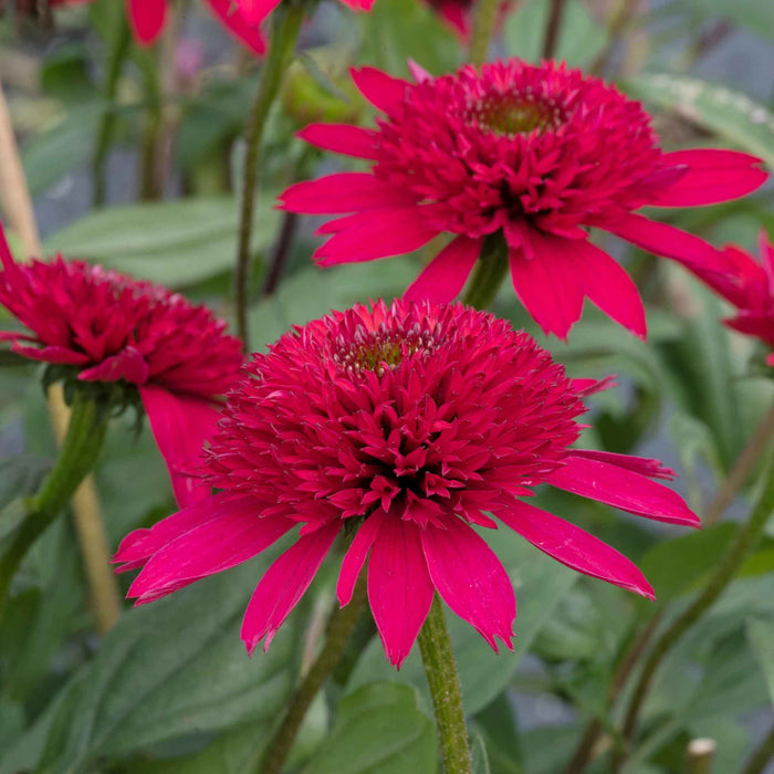 Echinacea 'Sunny Days Ruby'
